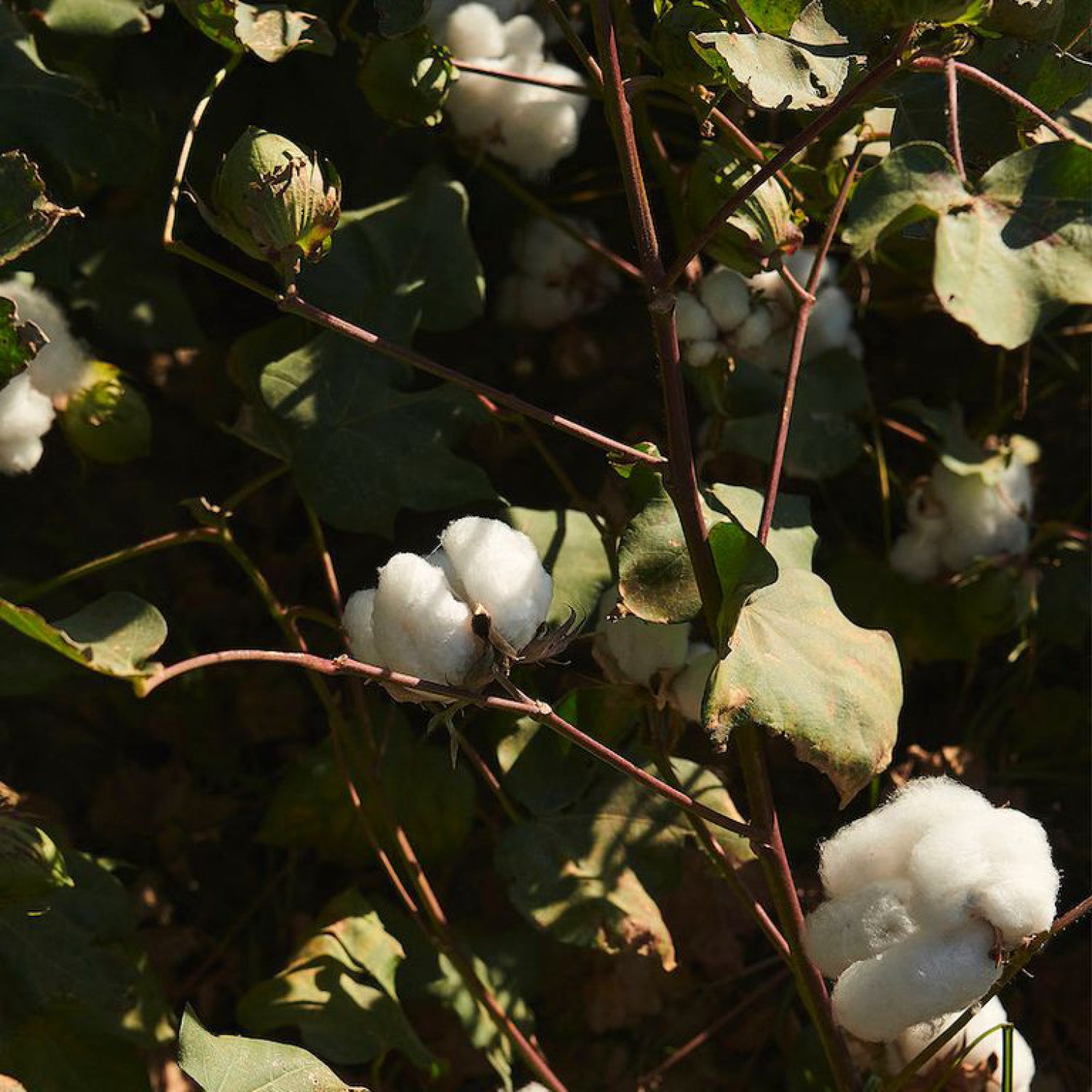 BMC_Denim_Regenerative_Cotton_Blog_Tiles_3