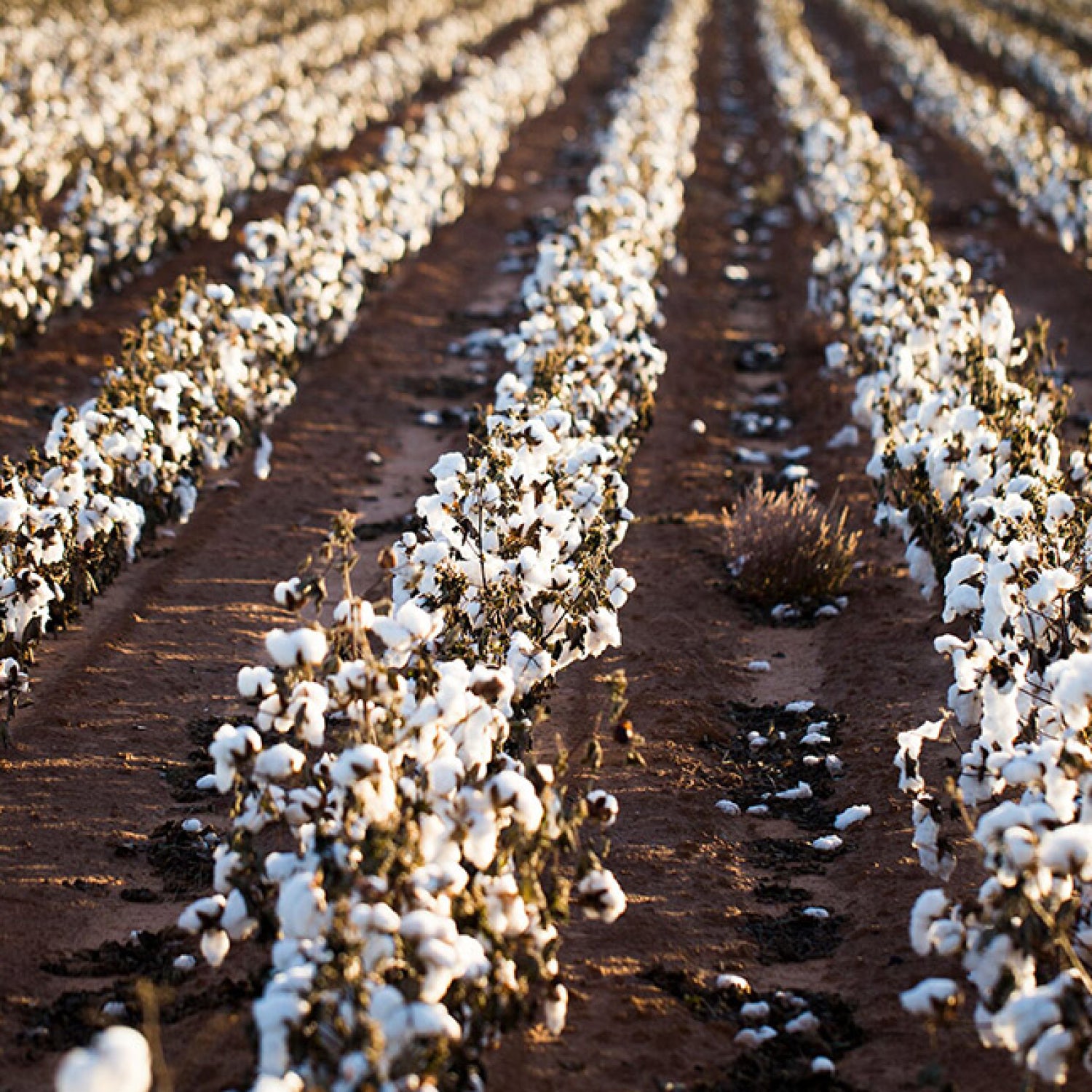 BMC_Denim_Regenerative_Cotton_Blog_Tiles_4