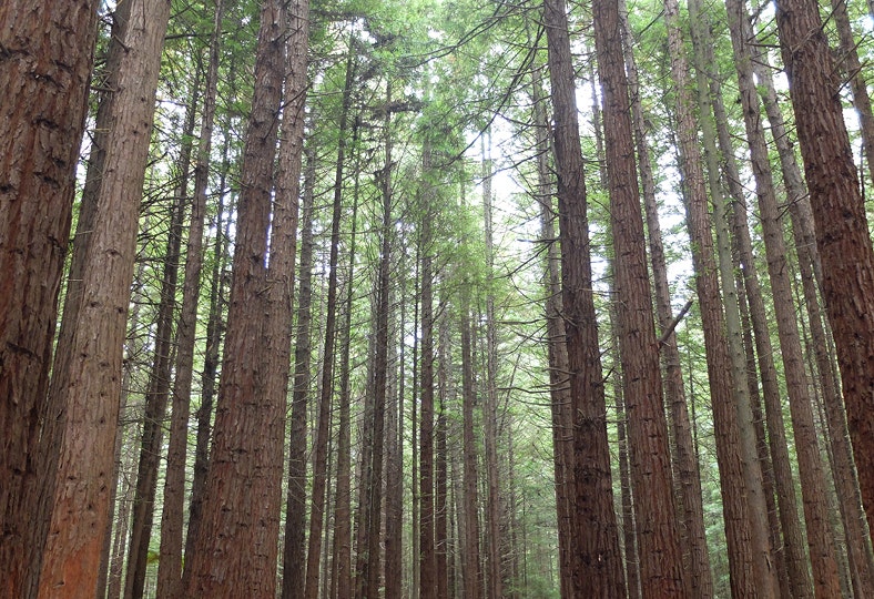 Up In the Canopy at Rotorua’s Redwoods Tree Walk