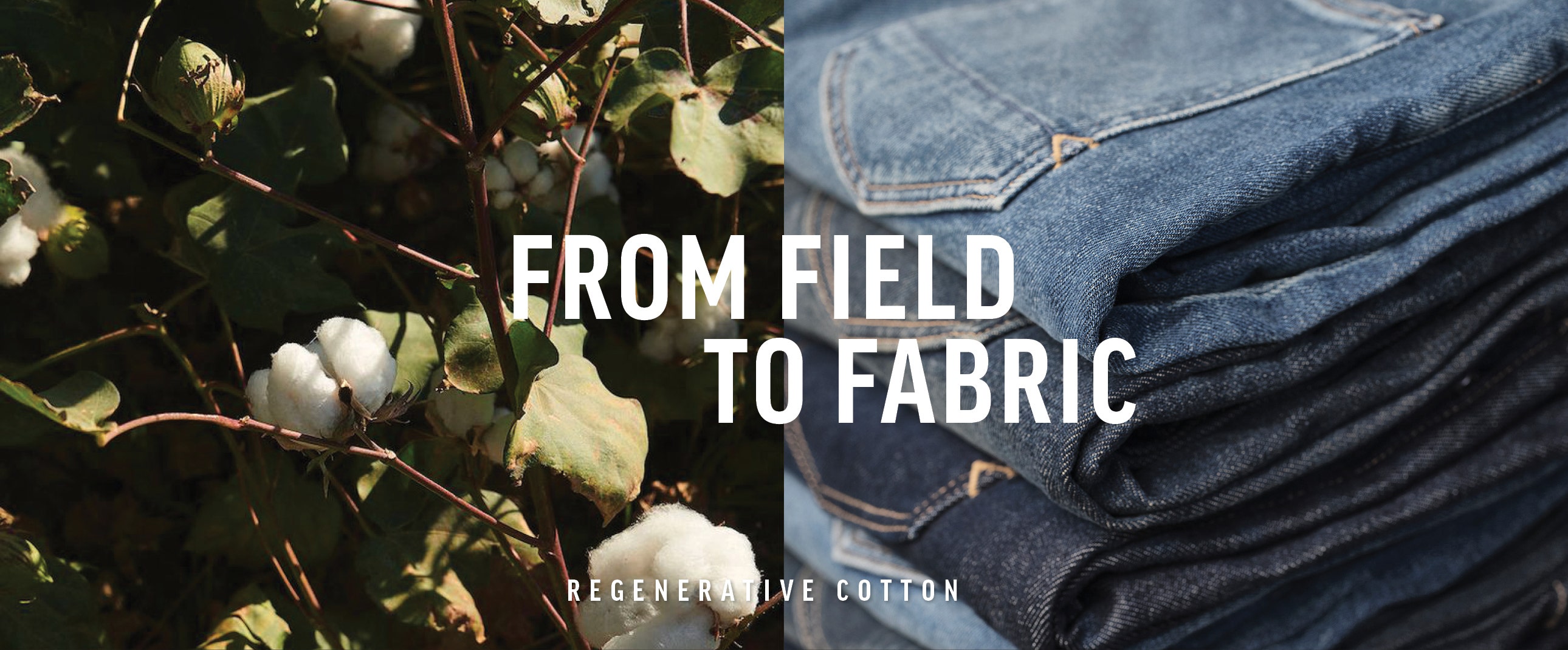 Explore the 2024 Barkers denim collection os sustainable men's jeans made from regenerative cotton. 