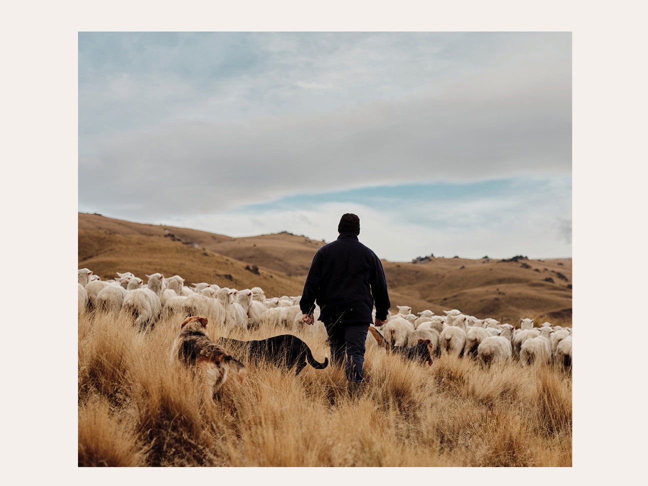 ZQRX Merino traceable back to the farm. 