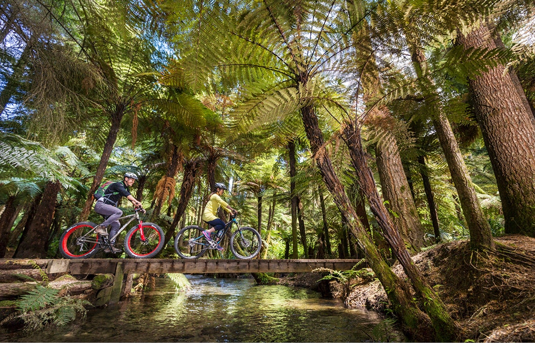 Whakarewarewa Forest